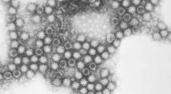 Кальцивіроми в кішках: легше попередити, ніж лікувати